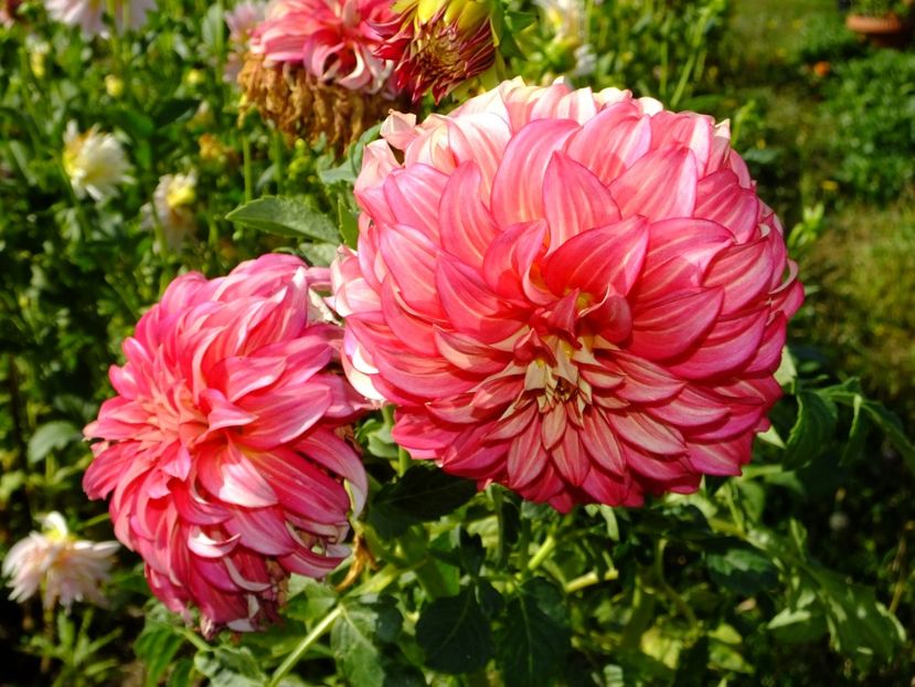  - 2017_09_Septembrie