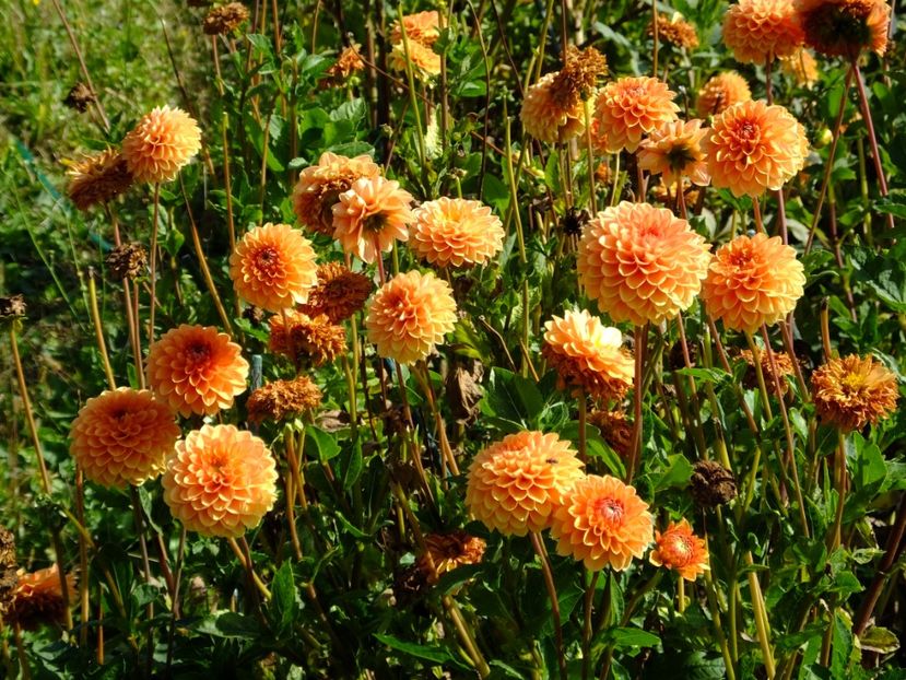  - 2017_09_Septembrie