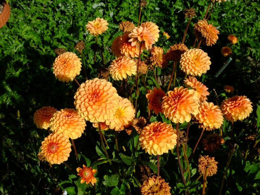  - 2017_09_Septembrie