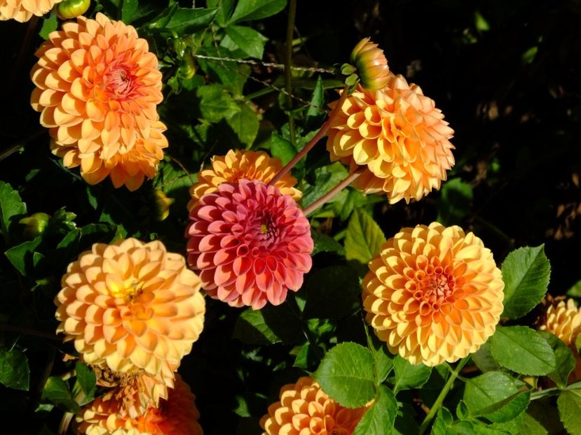  - 2017_09_Septembrie