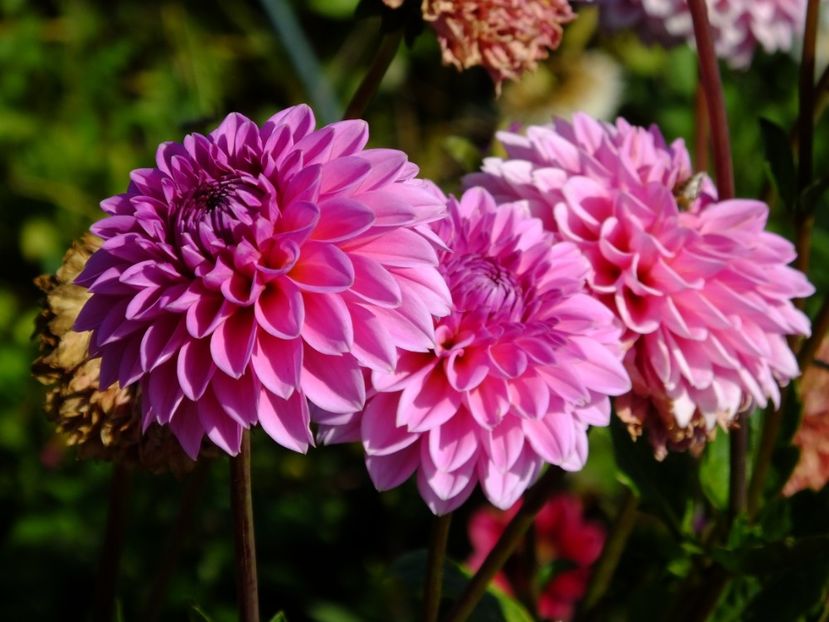  - 2017_09_Septembrie