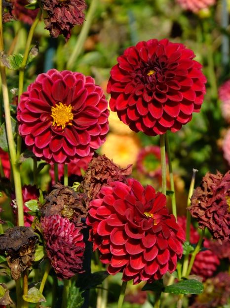  - 2017_09_Septembrie