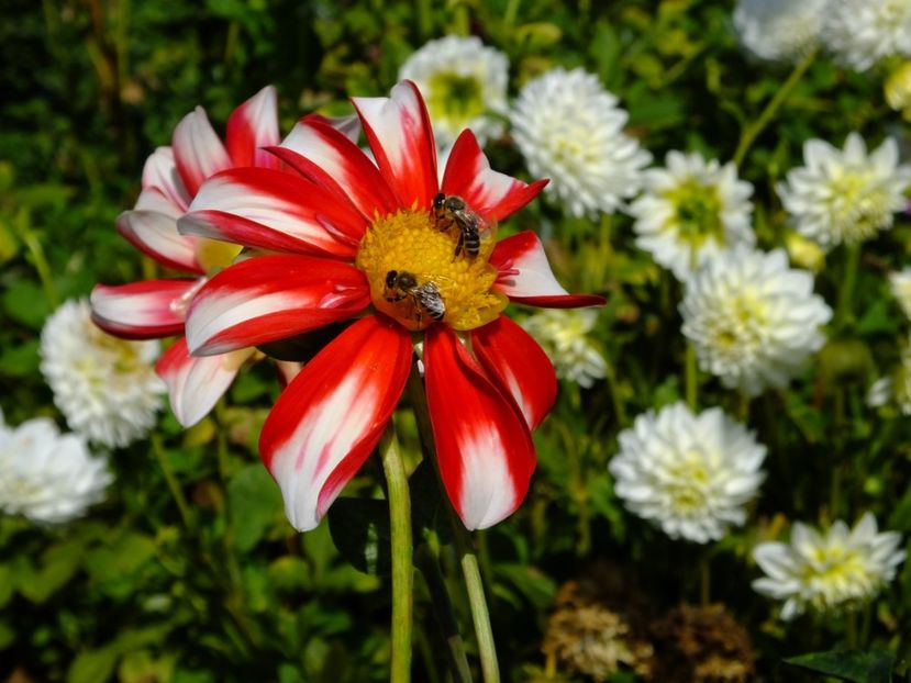  - 2017_09_Septembrie