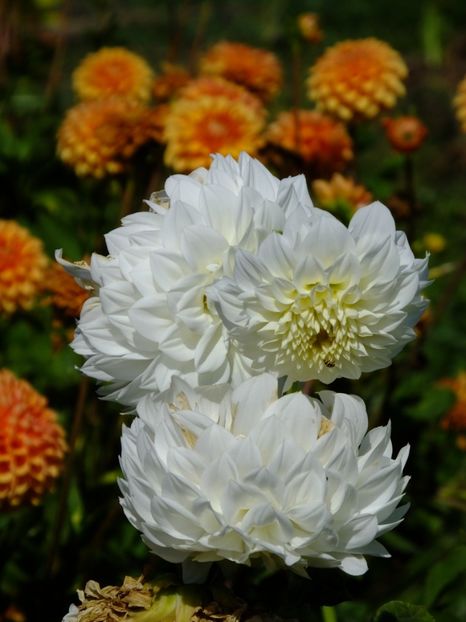  - 2017_09_Septembrie