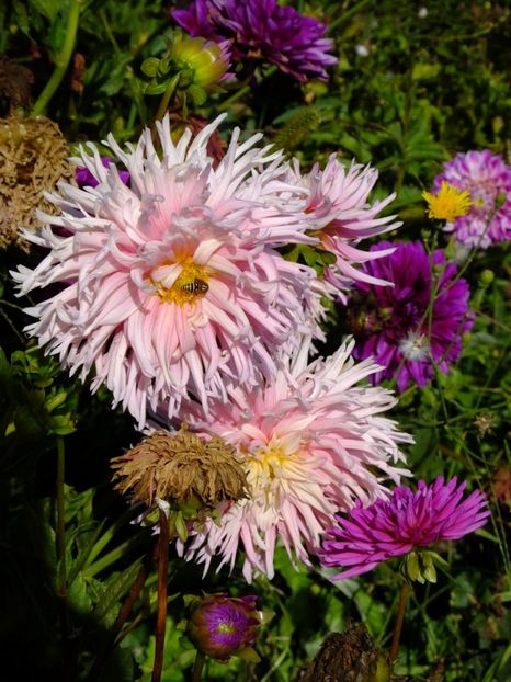  - 2017_09_Septembrie