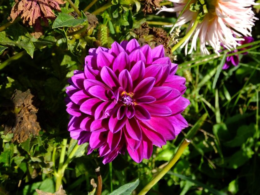  - 2017_09_Septembrie