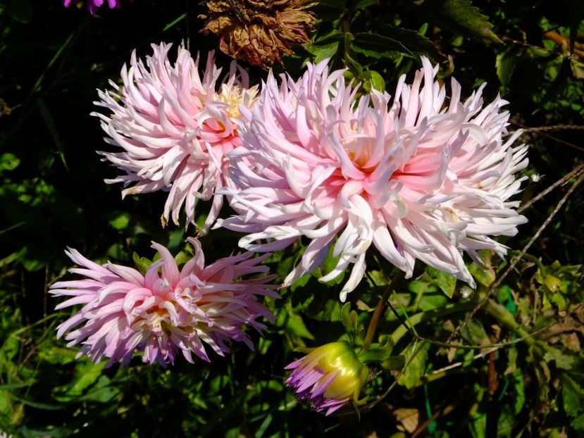  - 2017_09_Septembrie