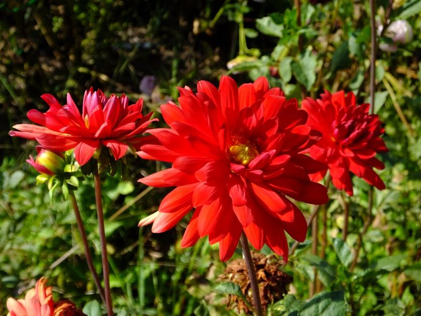  - 2017_09_Septembrie