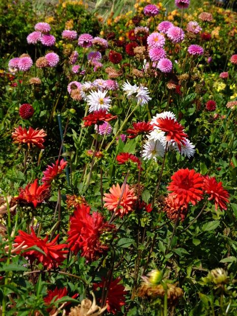  - 2017_09_Septembrie