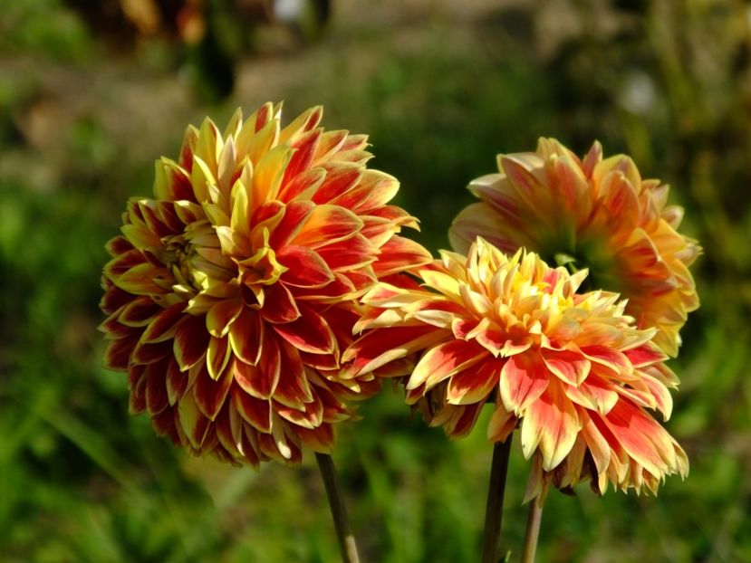  - 2017_09_Septembrie