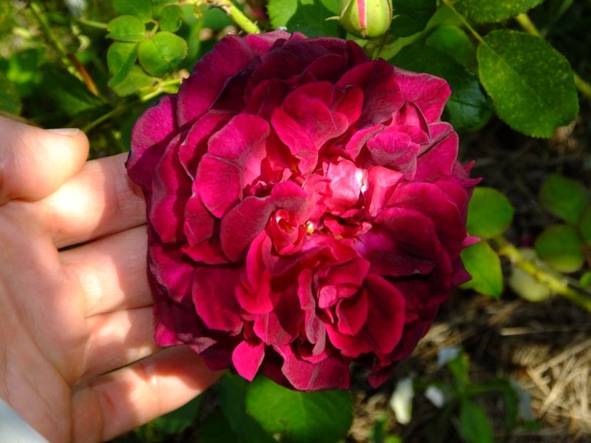 Munstead Wood - 2017_09_Septembrie