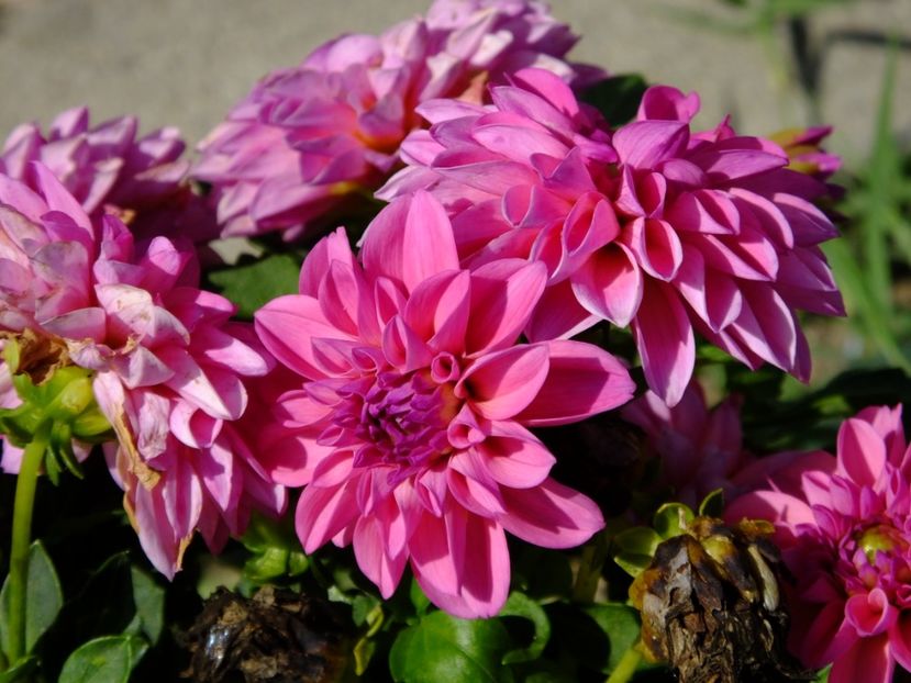  - 2017_09_Septembrie