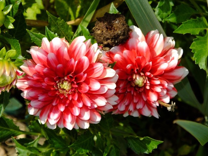  - 2017_09_Septembrie