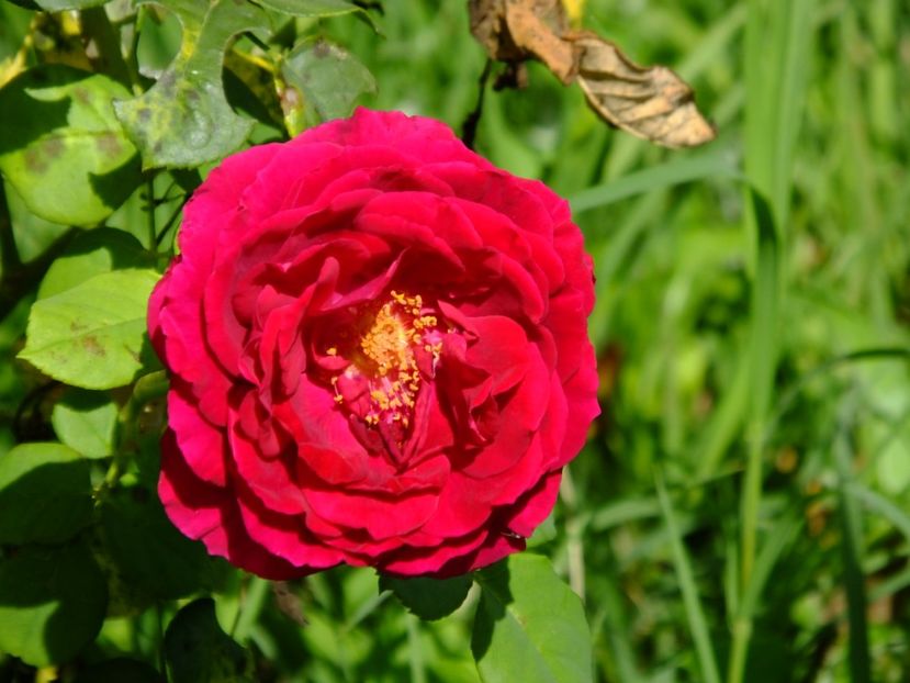 Gospel - 2017_09_Septembrie