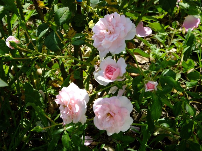 Bonica - 2017_09_Septembrie