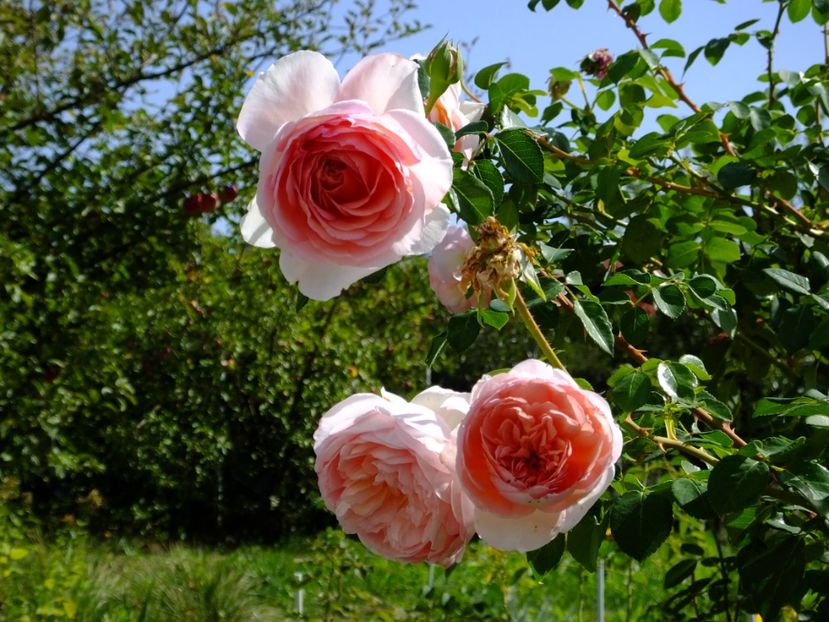 Abraham Darby 1 - 2017_09_Septembrie