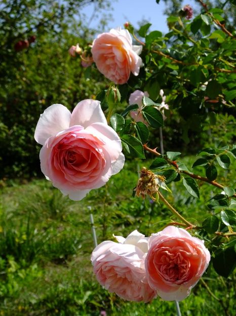  - 2017_09_Septembrie