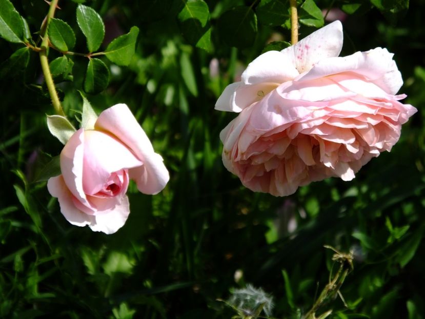  - 2017_09_Septembrie