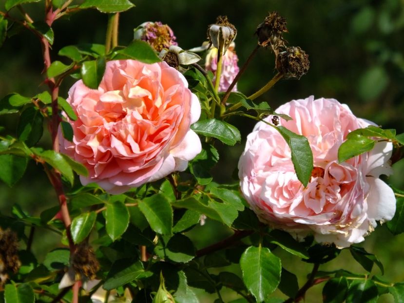  - 2017_09_Septembrie