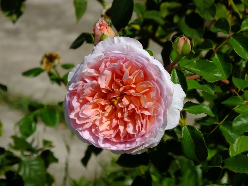  - 2017_09_Septembrie