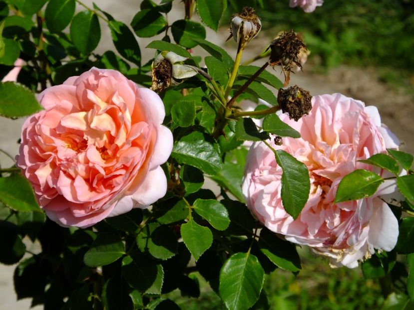 Abraham Darby 1 - 2017_09_Septembrie