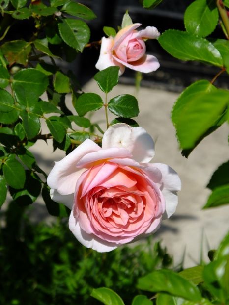  - 2017_09_Septembrie