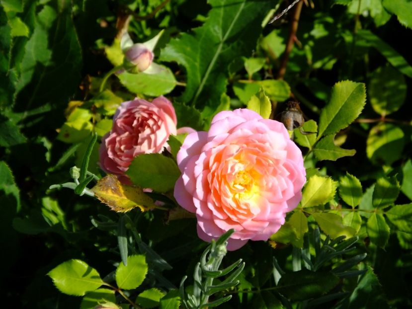 Jubilee Celebration - 2017_09_Septembrie