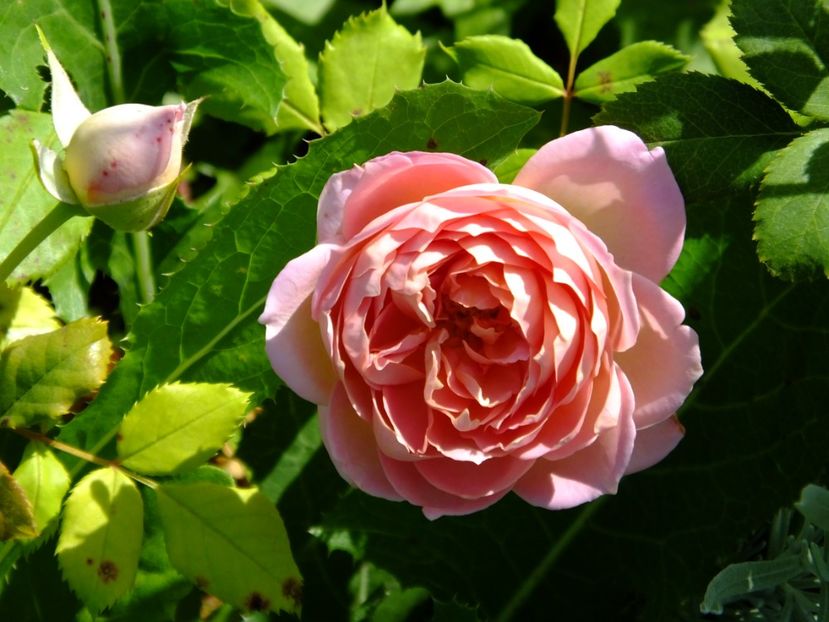  - 2017_09_Septembrie