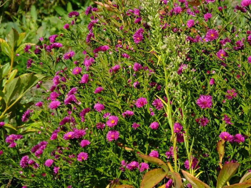  - 2017_09_Septembrie