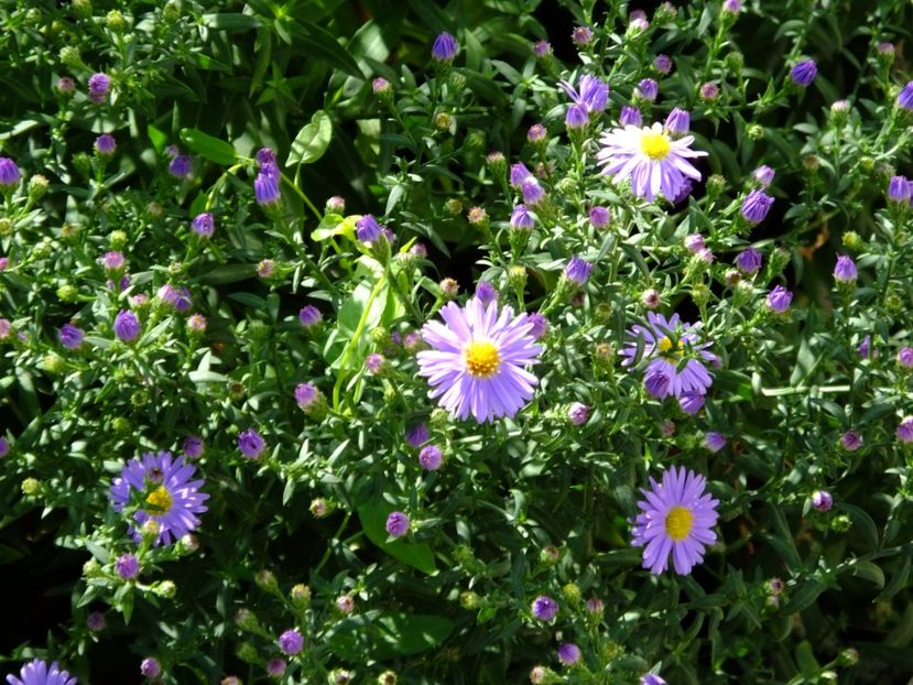  - 2017_09_Septembrie