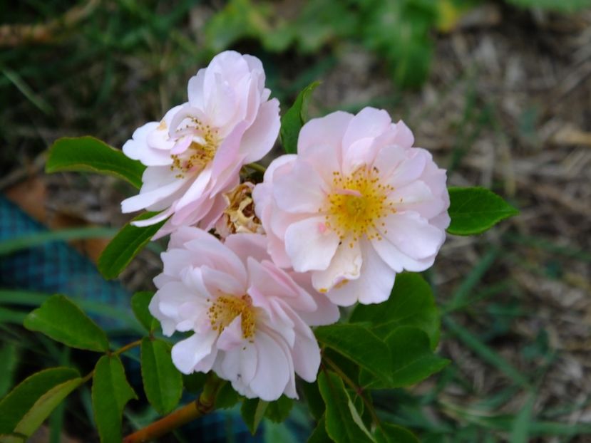 Cornelia - 2017_09_Septembrie