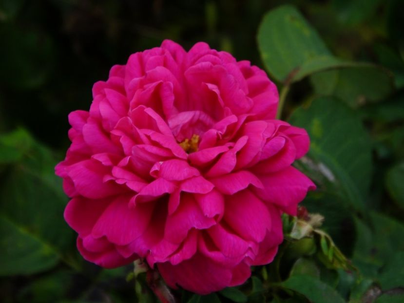 Rose de Rescht - 2017_09_Septembrie