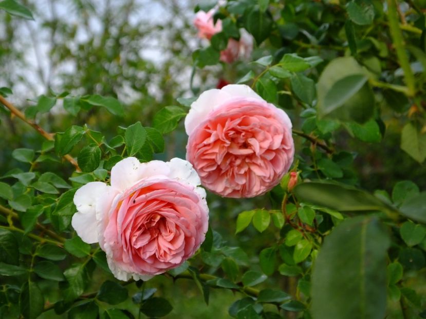  - 2017_09_Septembrie