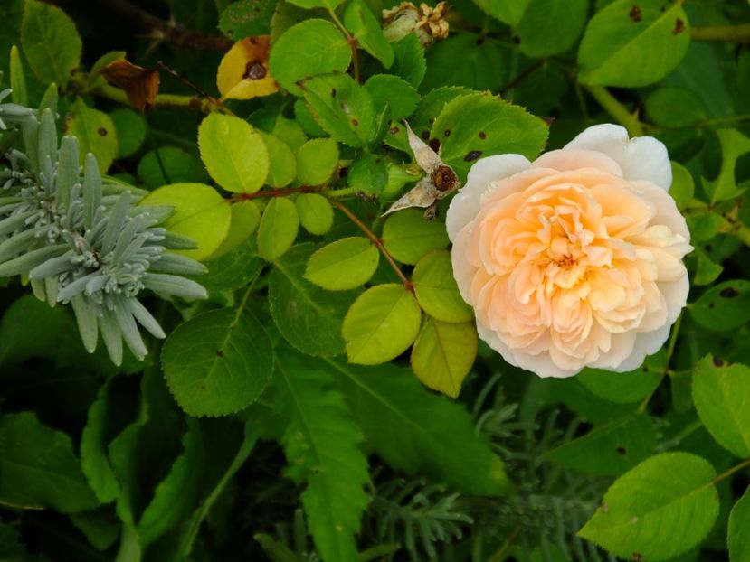 Jayne Austin - 2017_09_Septembrie