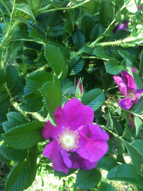 Rosa rugosa - forma salbateca - Trandafiri