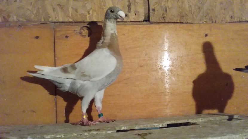  - Pui voiajori germani 2017