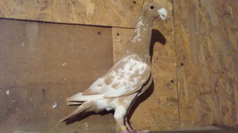  - Pui voiajori germani 2017