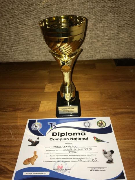 2B810704-2BCD-4AC2-8416-778AA6E1BAE3 - Ciungi de Bucuresti