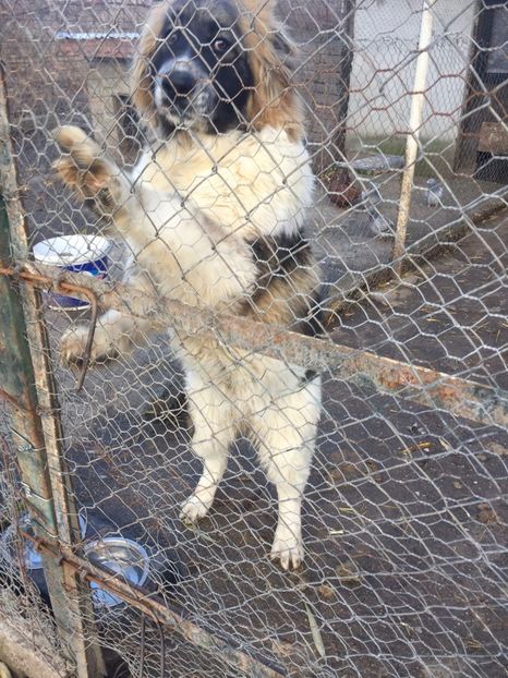 IMG-20171209-WA0001 - Ciobanesc caucazian