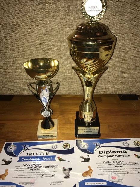 3C001FE9-CCAD-4AFA-A1C9-E4DFB71FBF55 - Negri turci