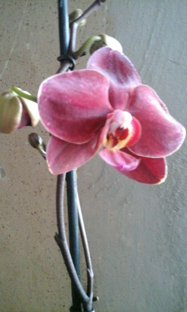 25344483_1520296904732668_1063666421_o - ORHIDEE