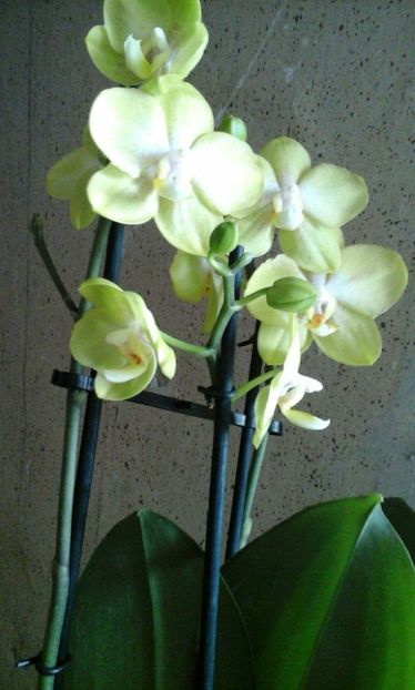 25346383_1520296838066008_1037711341_o - ORHIDEE