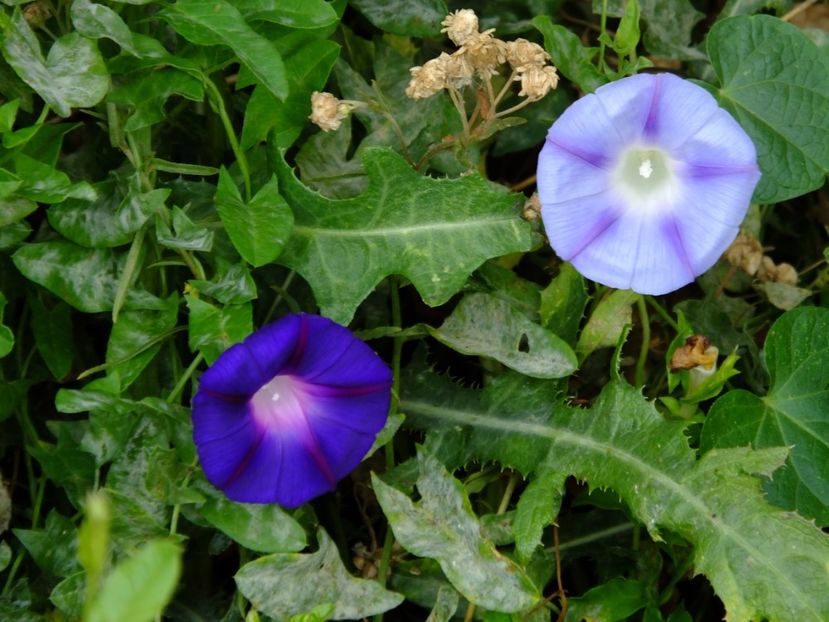  - 2017_09_Septembrie