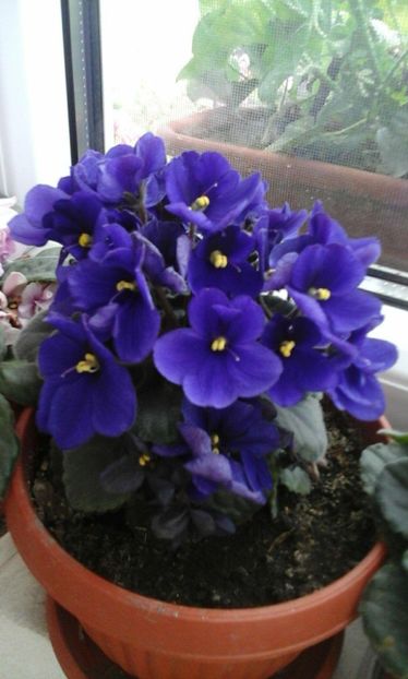 25353302_1520296914732667_1897770781_o - VIOLETE
