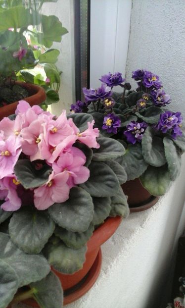25383019_1520296864732672_1357517784_o - VIOLETE