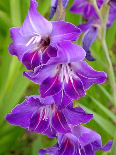  - 2017_09_Septembrie