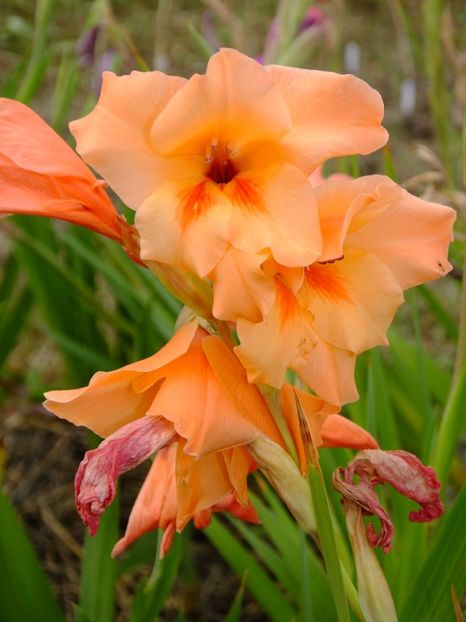  - 2017_09_Septembrie