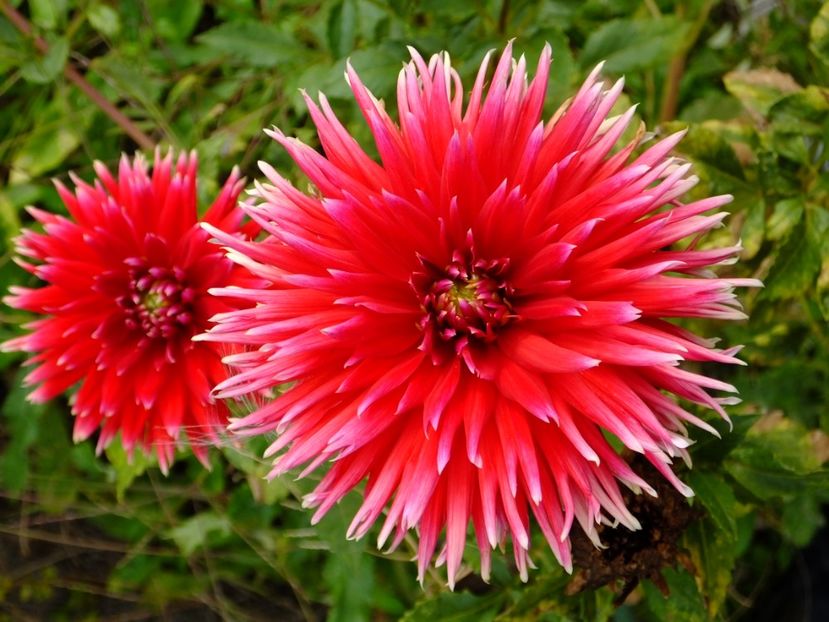  - 2017_09_Septembrie