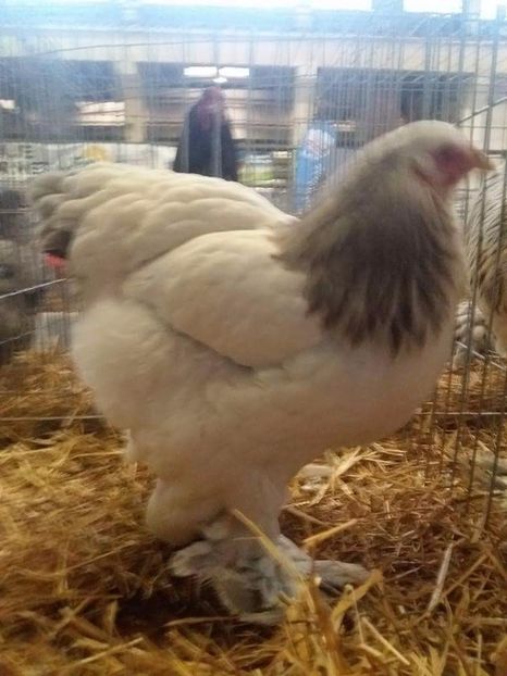  - Expoziția Națională Băicoi 2017