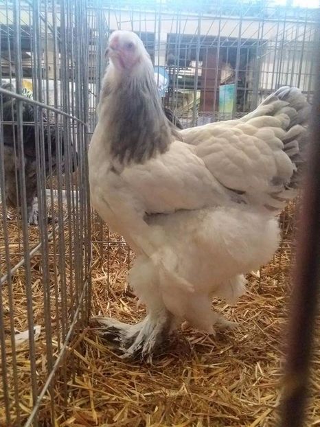  - Expoziția Națională Băicoi 2017